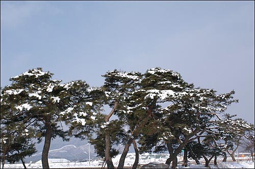 추월산 가는 길목에 늘어선 노송들이 남도 육자배기 가락에 한껏 흐드러지고 있다. 